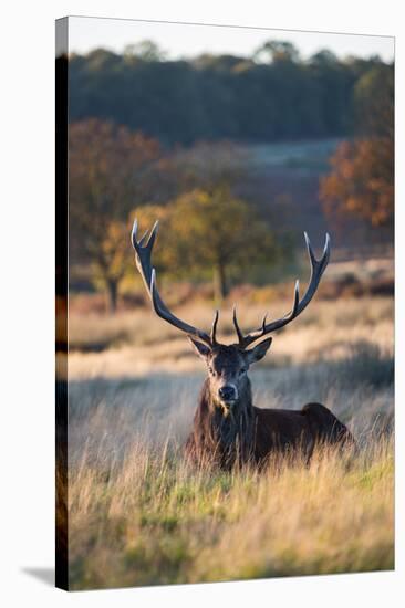 A Red Deer Stag Resting During the Autumn Rut in Richmond Park-Alex Saberi-Stretched Canvas