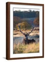 A Red Deer Stag Resting During the Autumn Rut in Richmond Park-Alex Saberi-Framed Photographic Print