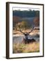 A Red Deer Stag Resting During the Autumn Rut in Richmond Park-Alex Saberi-Framed Photographic Print