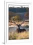 A Red Deer Stag Resting During the Autumn Rut in Richmond Park-Alex Saberi-Framed Photographic Print