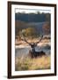 A Red Deer Stag Resting During the Autumn Rut in Richmond Park-Alex Saberi-Framed Photographic Print