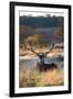 A Red Deer Stag Resting During the Autumn Rut in Richmond Park-Alex Saberi-Framed Photographic Print