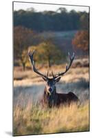 A Red Deer Stag Resting During the Autumn Rut in Richmond Park-Alex Saberi-Mounted Photographic Print