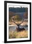 A Red Deer Stag Resting During the Autumn Rut in Richmond Park-Alex Saberi-Framed Photographic Print