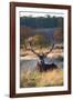 A Red Deer Stag Resting During the Autumn Rut in Richmond Park-Alex Saberi-Framed Photographic Print