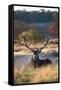 A Red Deer Stag Resting During the Autumn Rut in Richmond Park-Alex Saberi-Framed Stretched Canvas