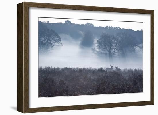 A Red Deer Stag Stand in a Forest in Richmond Park in Autumn-Alex Saberi-Framed Photographic Print