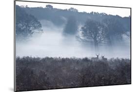 A Red Deer Stag Stand in a Forest in Richmond Park in Autumn-Alex Saberi-Mounted Photographic Print
