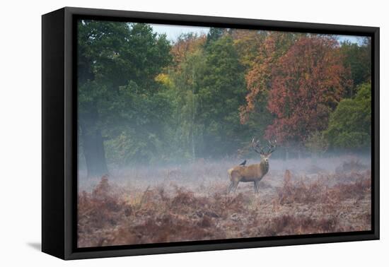 A Red Deer Stag Stands Against an Autumn Backdrop with a Jackdaw Perched on His Back at Sunrise-Alex Saberi-Framed Stretched Canvas