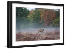 A Red Deer Stag Stands Against an Autumn Backdrop with a Jackdaw Perched on His Back at Sunrise-Alex Saberi-Framed Photographic Print