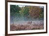 A Red Deer Stag Stands Against an Autumn Backdrop with a Jackdaw Perched on His Back at Sunrise-Alex Saberi-Framed Photographic Print