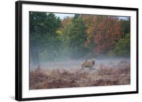 A Red Deer Stag Stands Against an Autumn Backdrop with a Jackdaw Perched on His Back at Sunrise-Alex Saberi-Framed Photographic Print