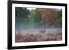 A Red Deer Stag Stands Against an Autumn Backdrop with a Jackdaw Perched on His Back at Sunrise-Alex Saberi-Framed Photographic Print