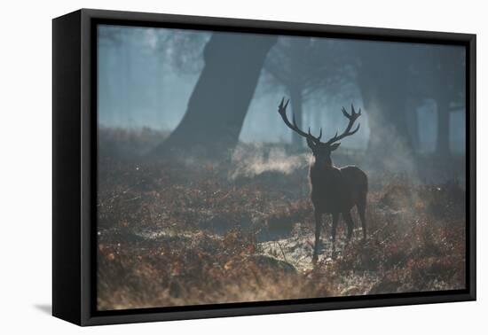 A Red Deer Stag Stands His Ground in a Misty Richmond Park-Alex Saberi-Framed Stretched Canvas