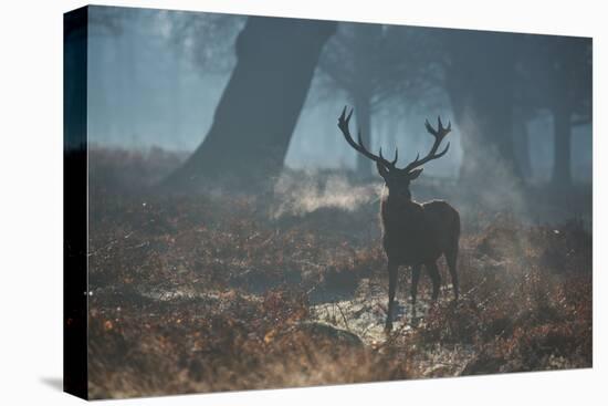 A Red Deer Stag Stands His Ground in a Misty Richmond Park-Alex Saberi-Stretched Canvas