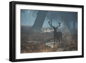 A Red Deer Stag Stands His Ground in a Misty Richmond Park-Alex Saberi-Framed Photographic Print