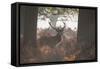 A Red Deer Stag Stands in a Forest in Richmond Park in Autumn-Alex Saberi-Framed Stretched Canvas