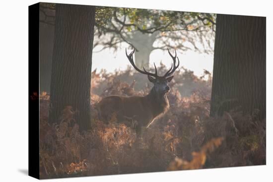 A Red Deer Stag Stands in a Forest in Richmond Park in Autumn-Alex Saberi-Stretched Canvas