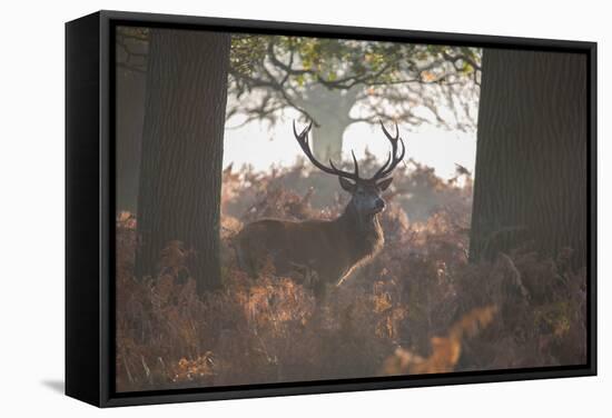 A Red Deer Stag Stands in a Forest in Richmond Park in Autumn-Alex Saberi-Framed Stretched Canvas