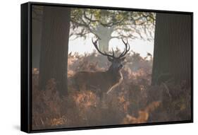 A Red Deer Stag Stands in a Forest in Richmond Park in Autumn-Alex Saberi-Framed Stretched Canvas