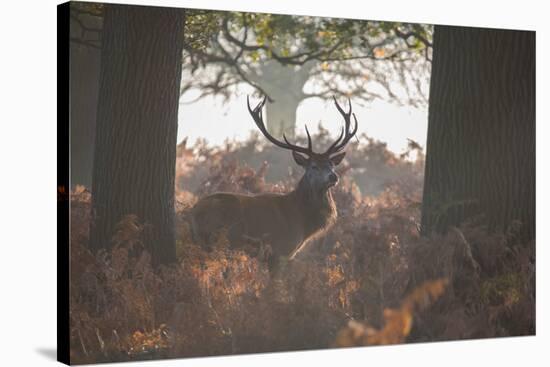 A Red Deer Stag Stands in a Forest in Richmond Park in Autumn-Alex Saberi-Stretched Canvas