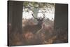 A Red Deer Stag Stands in a Forest in Richmond Park in Autumn-Alex Saberi-Stretched Canvas