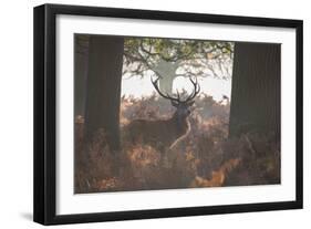 A Red Deer Stag Stands in a Forest in Richmond Park in Autumn-Alex Saberi-Framed Premium Photographic Print