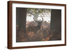 A Red Deer Stag Stands in a Forest in Richmond Park in Autumn-Alex Saberi-Framed Photographic Print