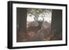 A Red Deer Stag Stands in a Forest in Richmond Park in Autumn-Alex Saberi-Framed Photographic Print