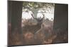 A Red Deer Stag Stands in a Forest in Richmond Park in Autumn-Alex Saberi-Mounted Photographic Print