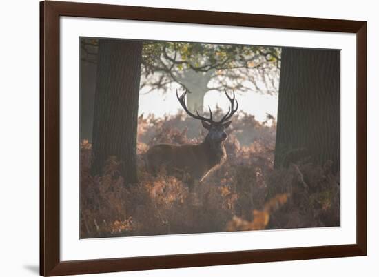 A Red Deer Stag Stands in a Forest in Richmond Park in Autumn-Alex Saberi-Framed Photographic Print