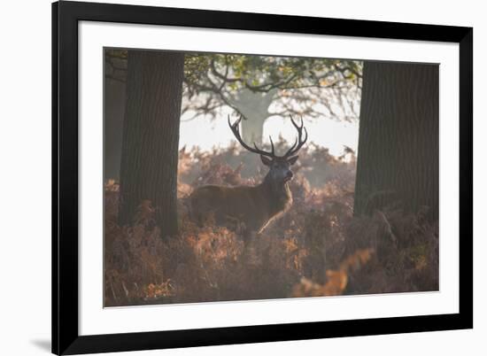 A Red Deer Stag Stands in a Forest in Richmond Park in Autumn-Alex Saberi-Framed Photographic Print