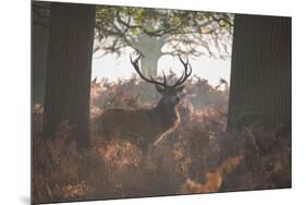 A Red Deer Stag Stands in a Forest in Richmond Park in Autumn-Alex Saberi-Mounted Photographic Print