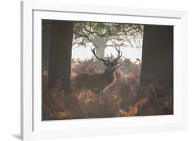 A Red Deer Stag Stands in a Forest in Richmond Park in Autumn-Alex Saberi-Framed Photographic Print