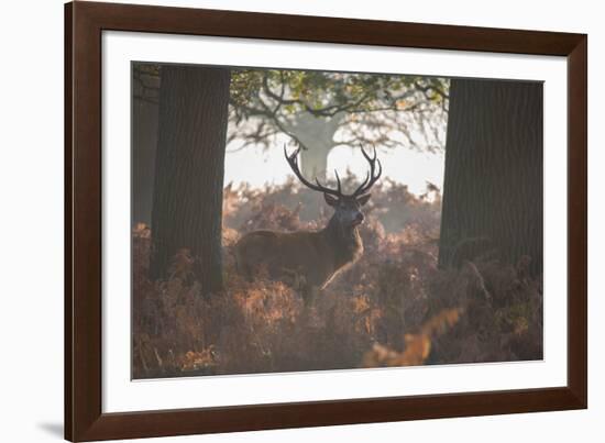 A Red Deer Stag Stands in a Forest in Richmond Park in Autumn-Alex Saberi-Framed Photographic Print
