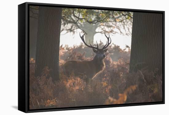 A Red Deer Stag Stands in a Forest in Richmond Park in Autumn-Alex Saberi-Framed Stretched Canvas