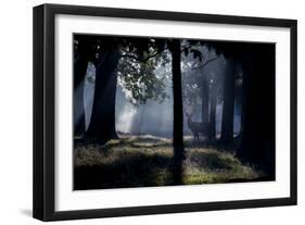 A Red Deer Stag Stands in a Forest in the Early Morning Mist in Richmond Park in Autumn-Alex Saberi-Framed Photographic Print