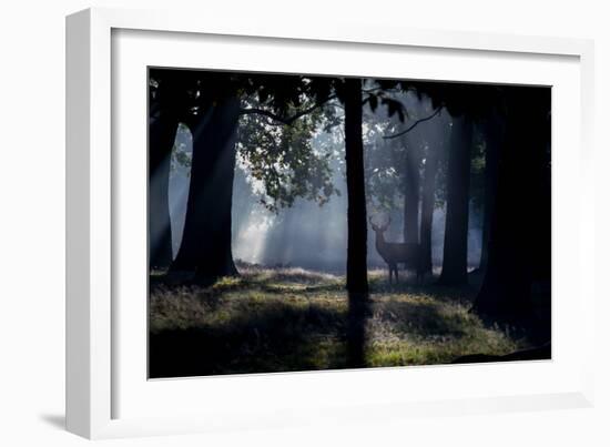 A Red Deer Stag Stands in a Forest in the Early Morning Mist in Richmond Park in Autumn-Alex Saberi-Framed Photographic Print