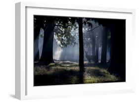 A Red Deer Stag Stands in a Forest in the Early Morning Mist in Richmond Park in Autumn-Alex Saberi-Framed Photographic Print