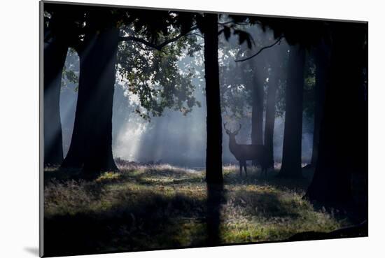 A Red Deer Stag Stands in a Forest in the Early Morning Mist in Richmond Park in Autumn-Alex Saberi-Mounted Photographic Print