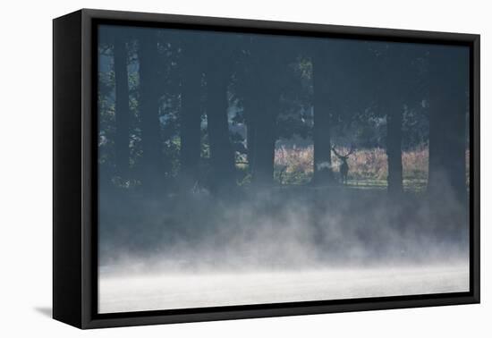 A Red Deer Stag Stands in a Forest with Mist Rising from a Pond-Alex Saberi-Framed Stretched Canvas