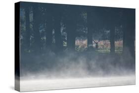 A Red Deer Stag Stands in a Forest with Mist Rising from a Pond-Alex Saberi-Stretched Canvas