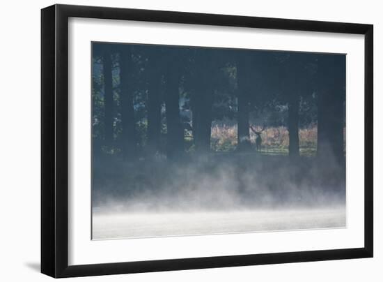 A Red Deer Stag Stands in a Forest with Mist Rising from a Pond-Alex Saberi-Framed Photographic Print