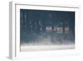 A Red Deer Stag Stands in a Forest with Mist Rising from a Pond-Alex Saberi-Framed Photographic Print