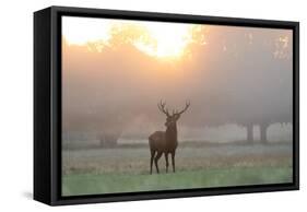 A Red Deer Stag Stands in Autumn Mist at Sunrise-Alex Saberi-Framed Stretched Canvas