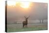 A Red Deer Stag Stands in Autumn Mist at Sunrise-Alex Saberi-Stretched Canvas