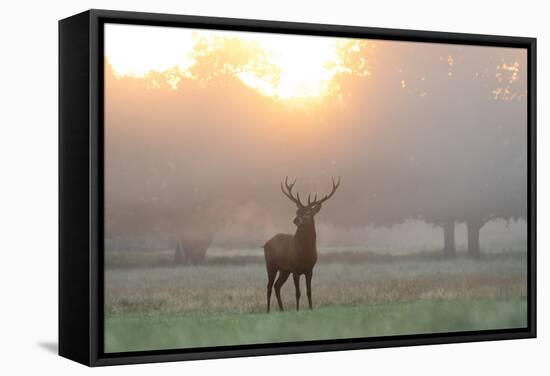 A Red Deer Stag Stands in Autumn Mist at Sunrise-Alex Saberi-Framed Stretched Canvas