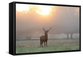 A Red Deer Stag Stands in Autumn Mist at Sunrise-Alex Saberi-Framed Stretched Canvas