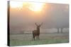 A Red Deer Stag Stands in Autumn Mist at Sunrise-Alex Saberi-Stretched Canvas