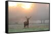 A Red Deer Stag Stands in Autumn Mist at Sunrise-Alex Saberi-Framed Stretched Canvas